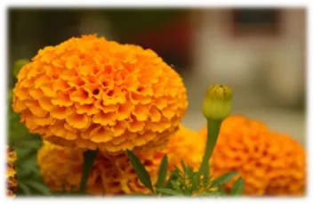 ওমেগা 369 লুটিন সফটজেল